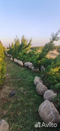 Туя Брабант и Туя голден Брабант