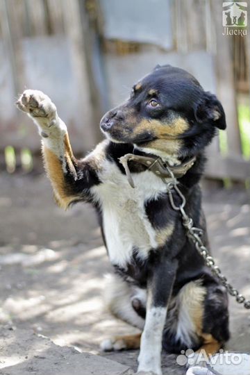 Умный Сириус