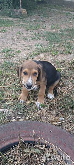 Щенки русской гончей