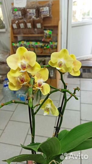 Орхидея фаленопсис