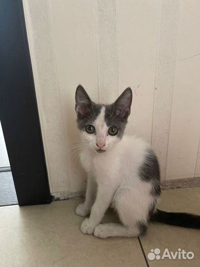 Котенок девочка 2 месяца