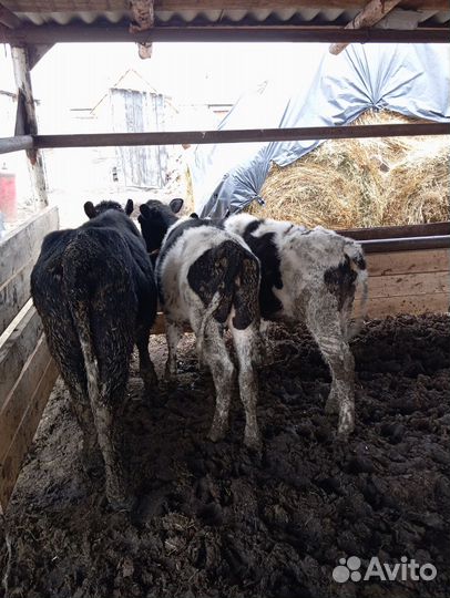 Продам бычков