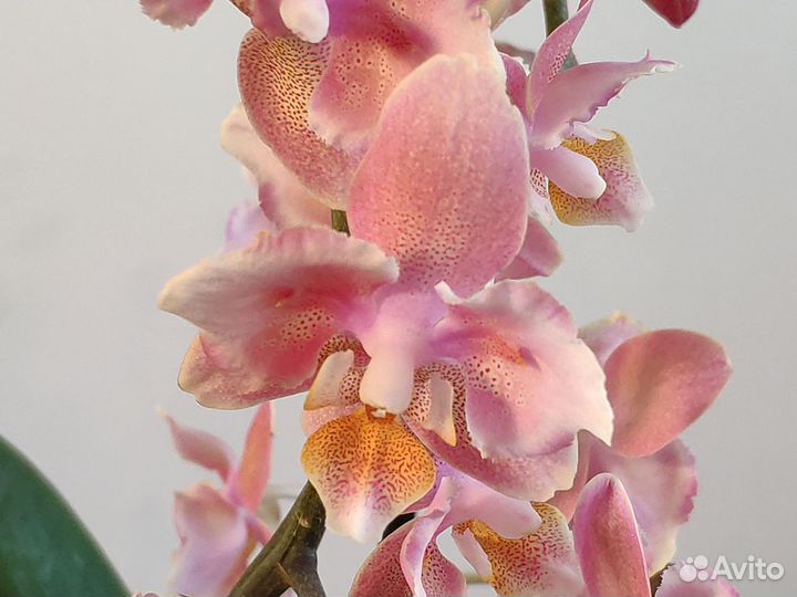 Орхидея фаленопсис бабочка Orange aroma