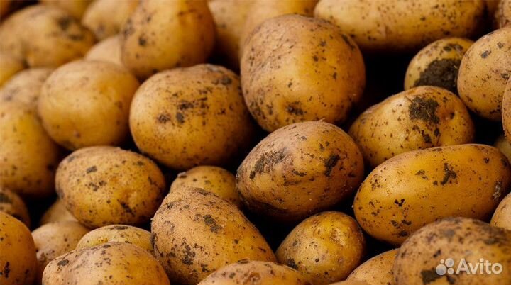 Продам картофель