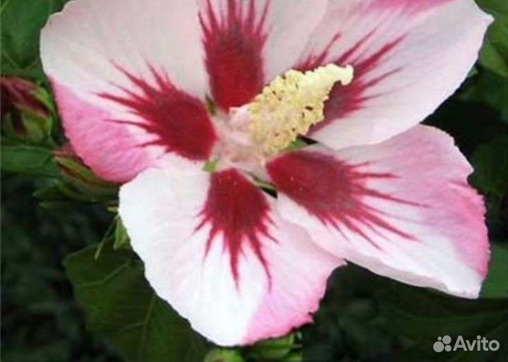 Гибискус семена