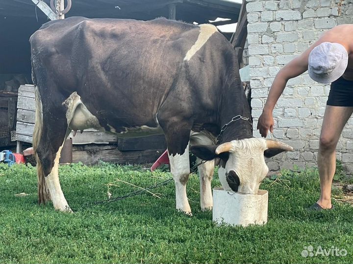 Корова дойная