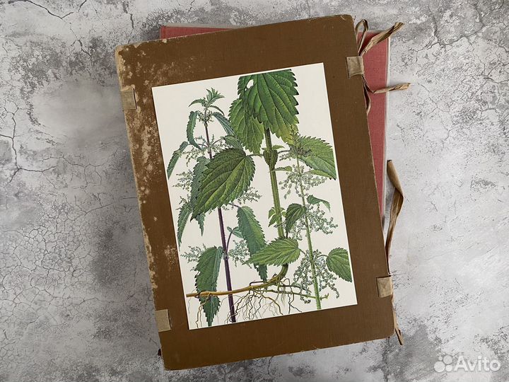 Литографии.Ботаника.Растения.Швейцария