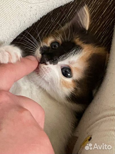 Котята ищут дом