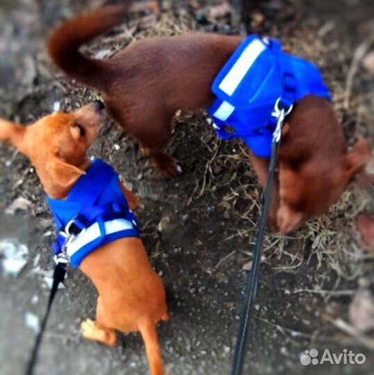 Выгул собак/зооняня