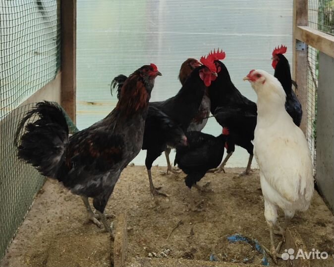 Куры несушки продам