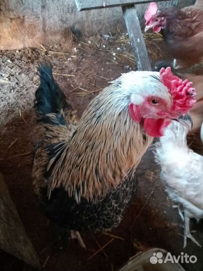 Петух брама