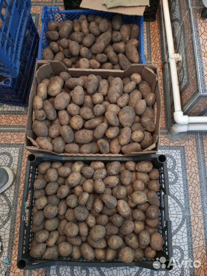 Семенной картофель