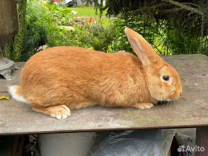 Кролик самец