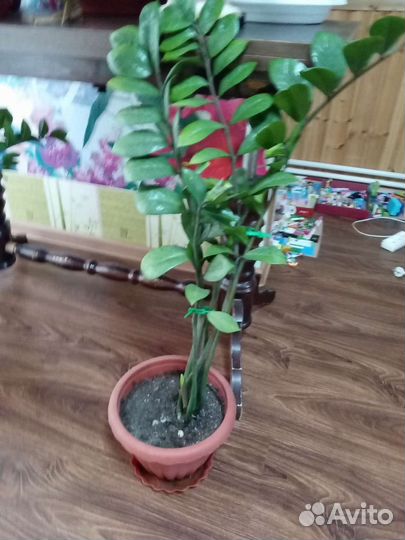Цветы замиокулькус доллоровое дерево