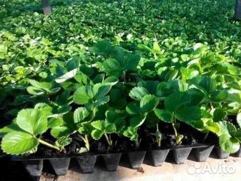 Рассада клубники