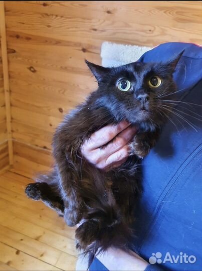 50 кошек садиста