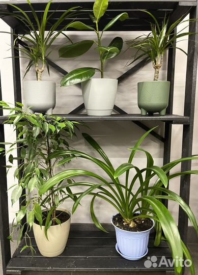 Цветы домашние в горшках