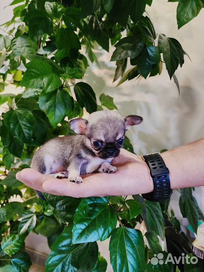 Чихуахуа мини