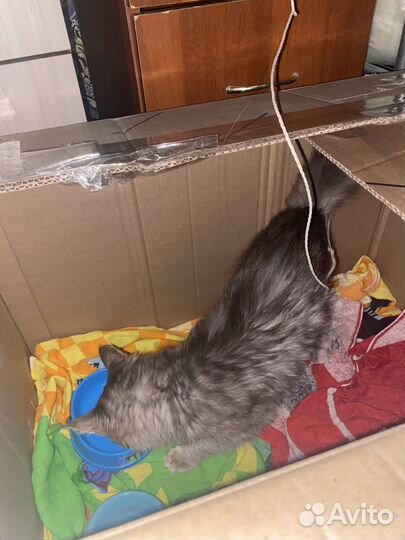 Кошка в дар бесплатно