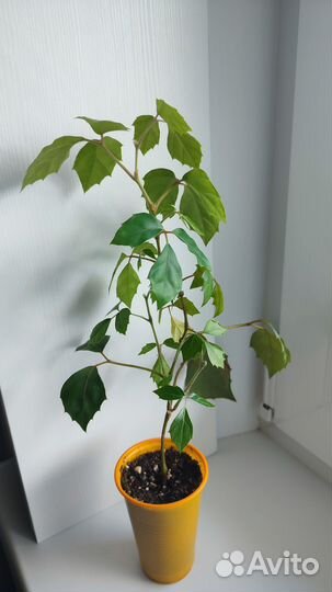 Берёзка декоративная