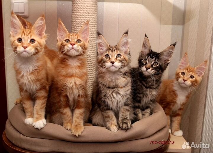 Мейнкун полидакт белый