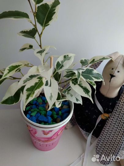 Фикус Бенджамина