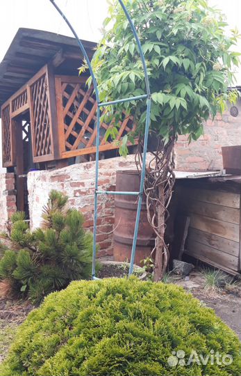 Бузина красная