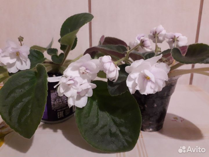 Белая фиалка с фото, не лист