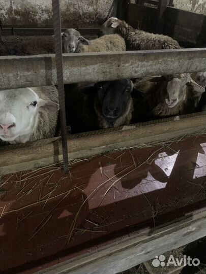 Бараны, ярки, овцы