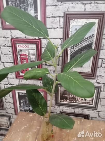 Фикус бенгальский одри