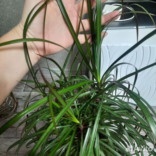 Пальма драцена