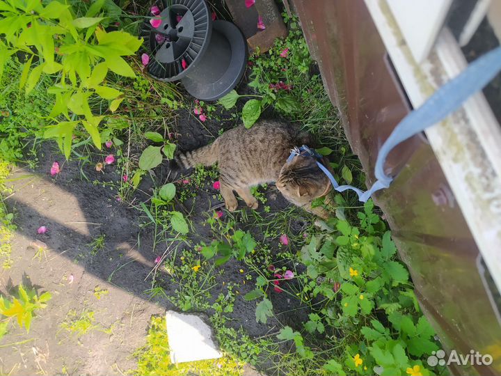 Анатомическая шлейка для собак и кошек