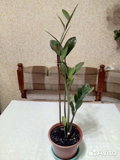 Замиокулькас (Долларовое дерево)