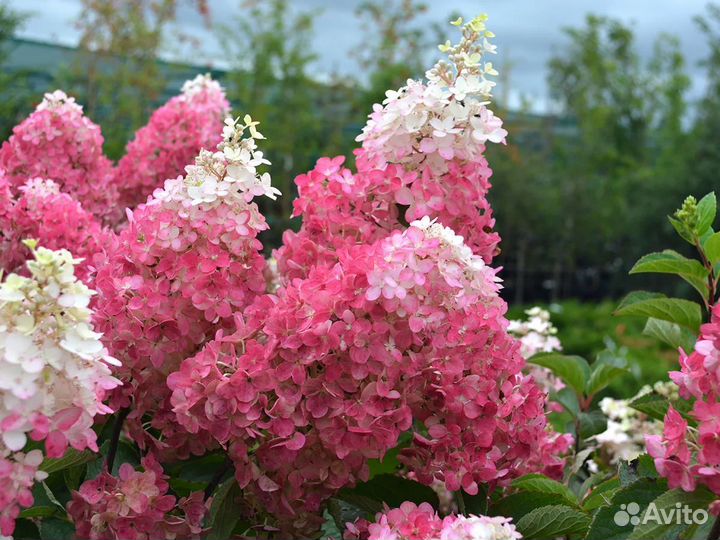 Гортензия фрайз мельба
