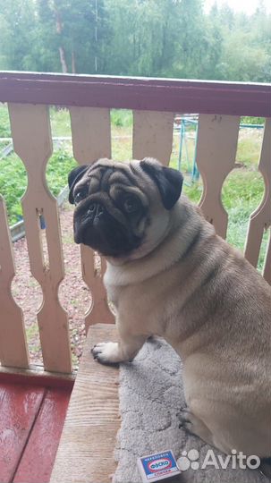 Мопс вязка мальчик