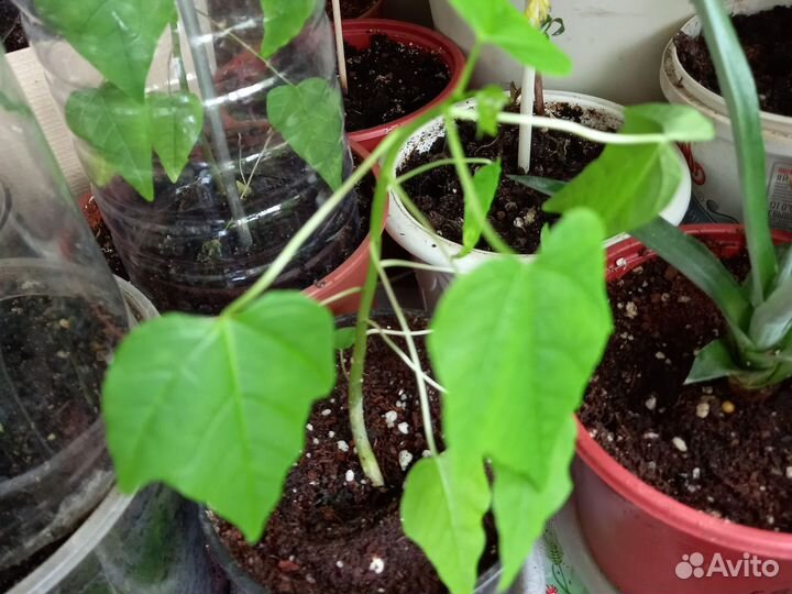 Папайя питахайя гранадилла ананас пассифлора