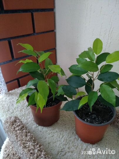 Фикус бенджамина Даниэль