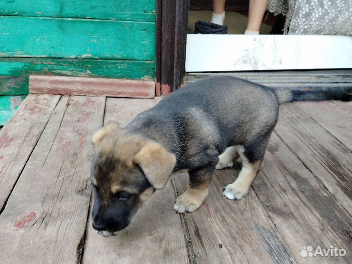 Собака в добрые руки отдам бесплатно