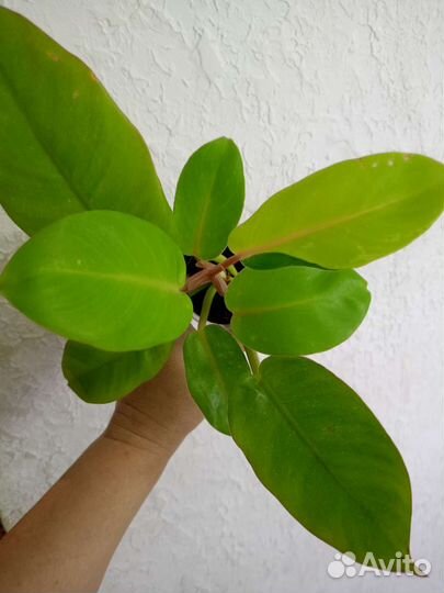 Филодендроны