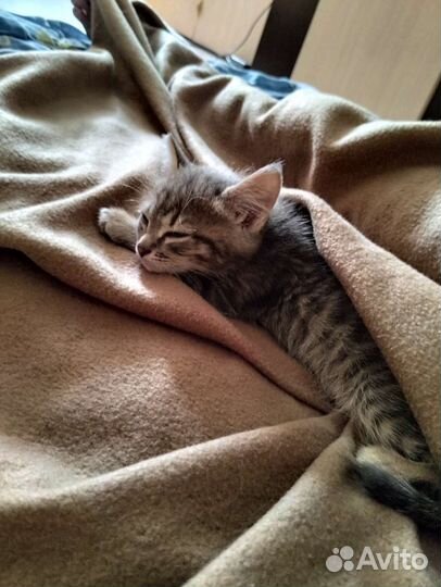 Отдам котенка в добрые руки