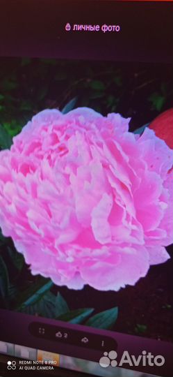 Многолетник.рябчик императорский пионы хосты