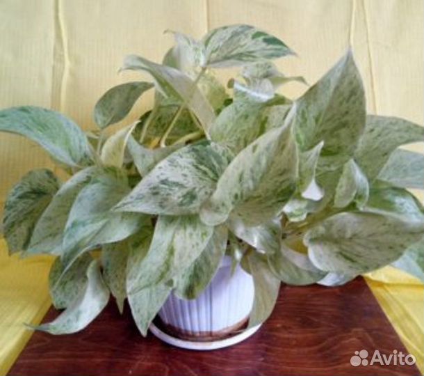 Цветы сортовые, неприхотливые в уходе