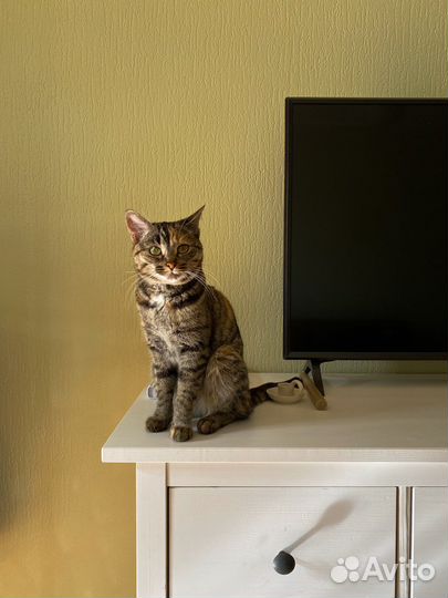 Кошечка-подросток ищет дом