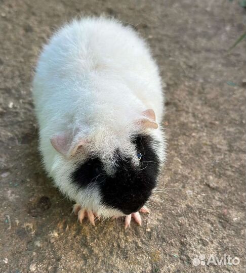 Морская свинка американский тедди