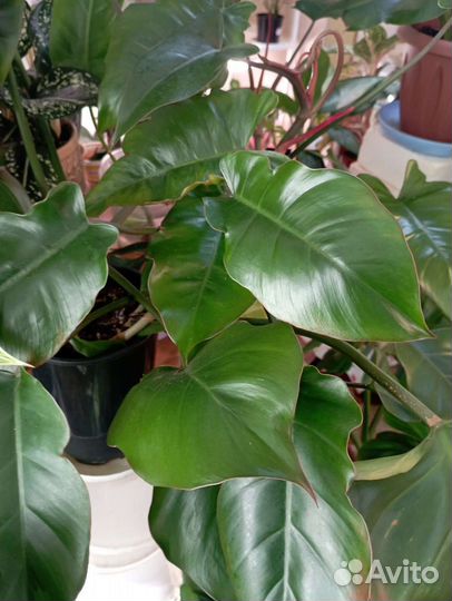 Комнатные растения