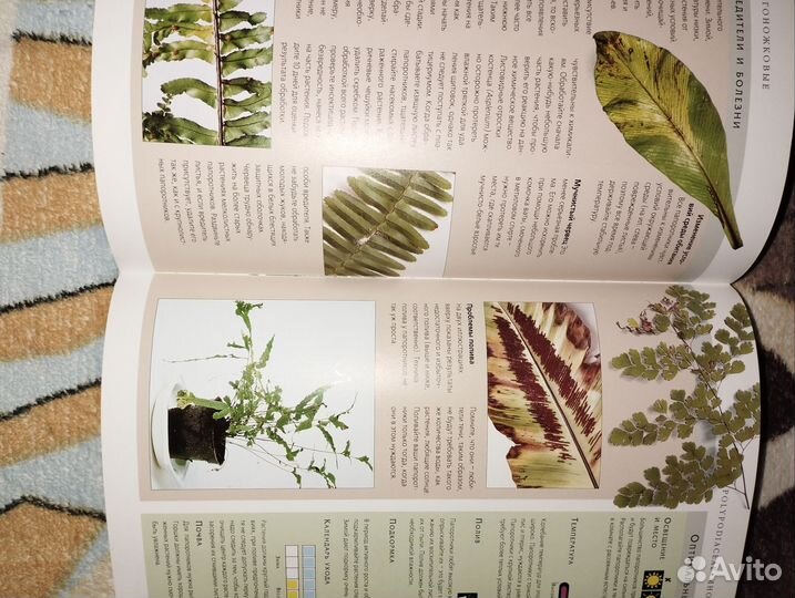 Комнатные растения.Практические советы цветоводам