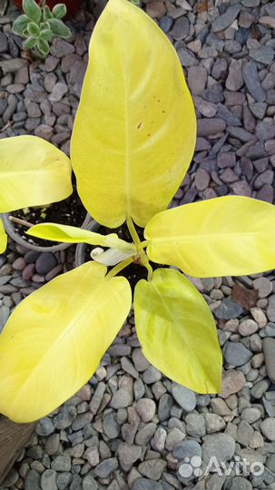 Филодендрон Малайское золото