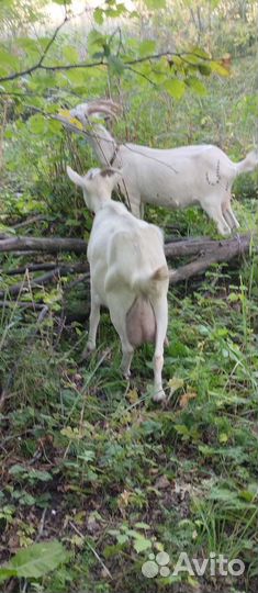 Телки, козы