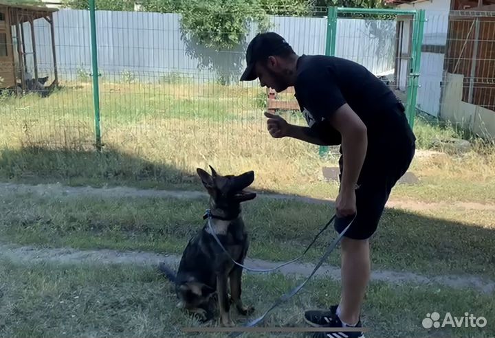 Кинолог (дрессировка собак)