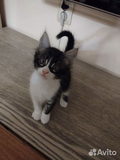 Котята 2 месяца